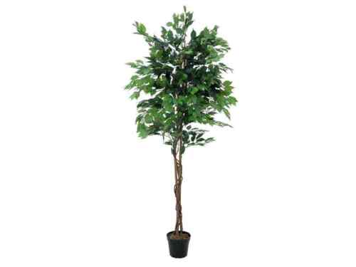 Europalms Ficus-benjamini Multi-stamm, 210cm