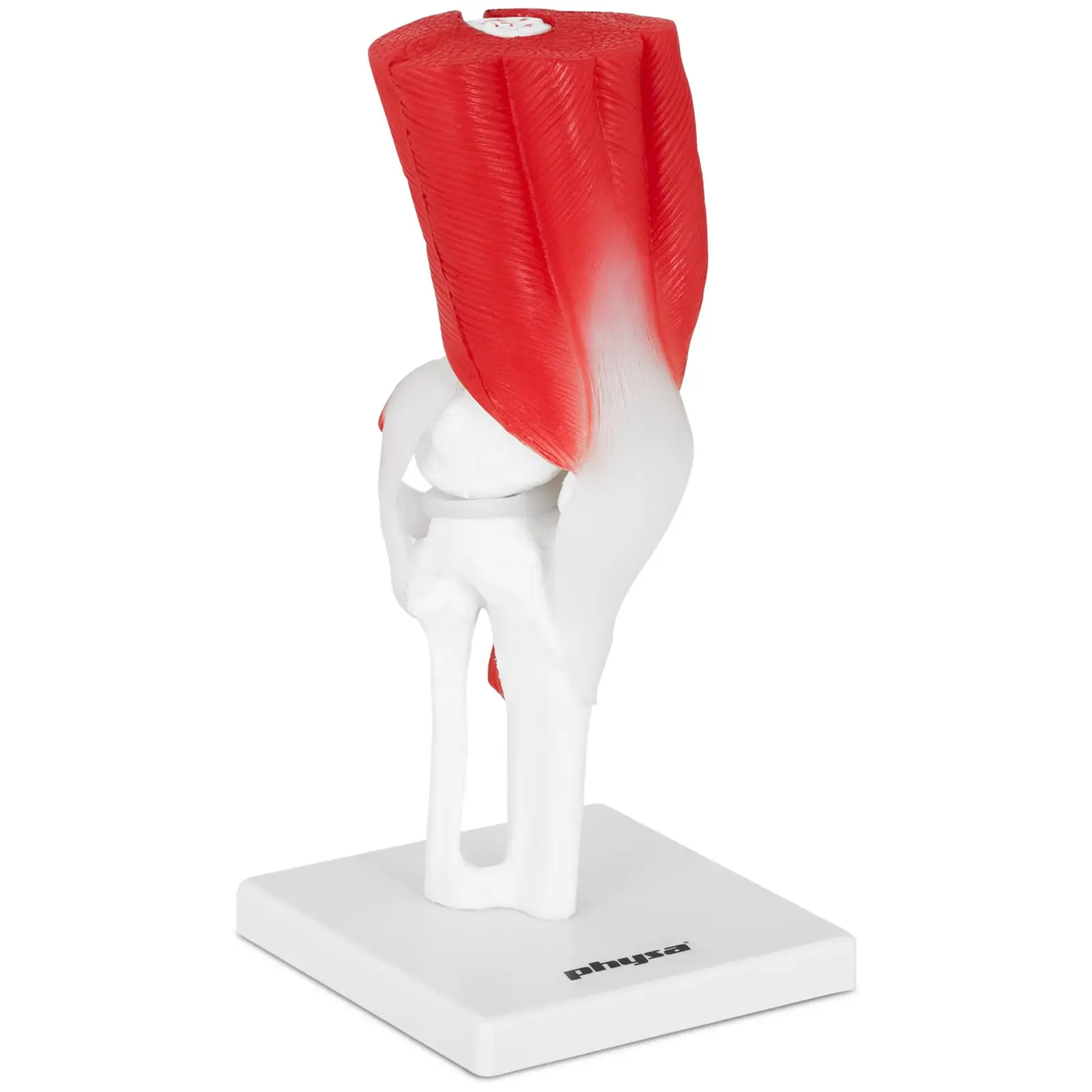 Knie-modell Knie Gelenk Menschliches Skelett Anatomisches Modell Knie Lebensgroß